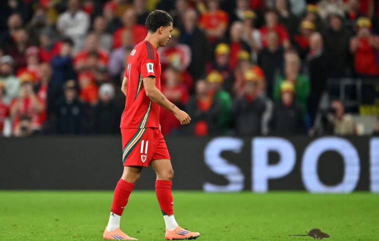 Trận Bỉ vs Xứ Wales bị gián đoạn vì lý do bất ngờ_691f02798a7a6.jpeg